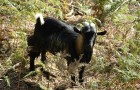 Les animaux de la ferme : ânes, chèvres, oies...