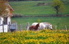 Les chevaux paissent devant les Hauts de Toulvern